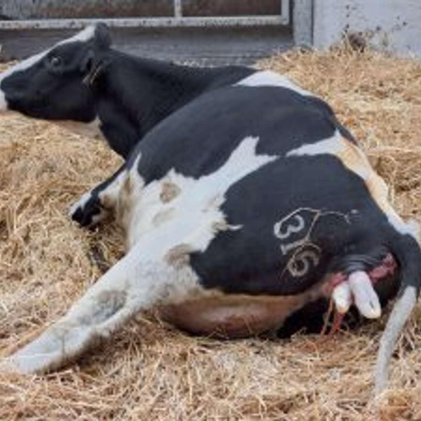 How to maximise the health and welfare of the cow and calf around calving