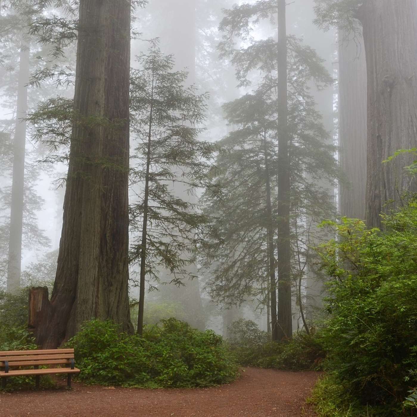 What is the Tallest Tree in the World?