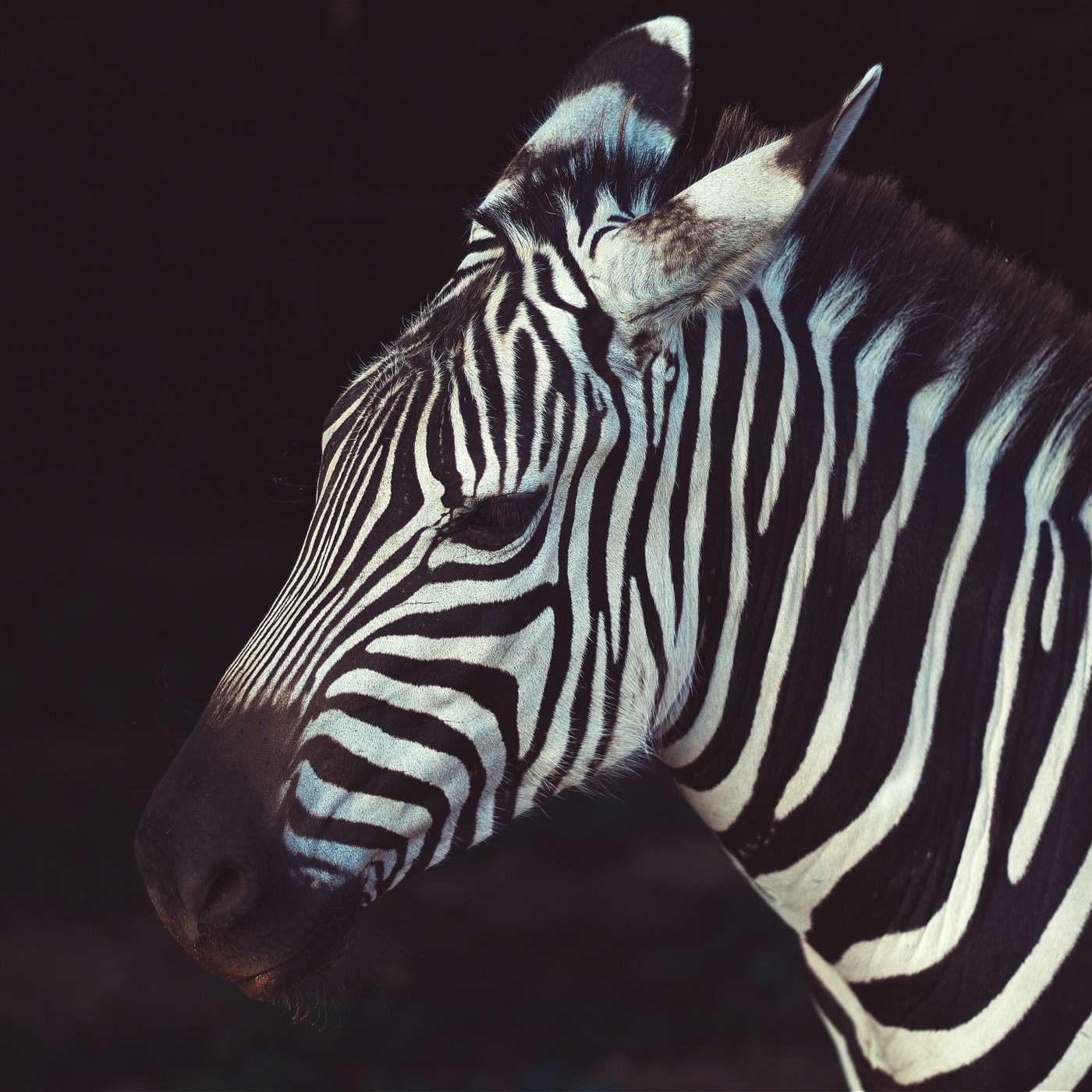 Zebra Cabs Raises $21.6 Million To Take On Uber And Taxify In South Africa episode artwork