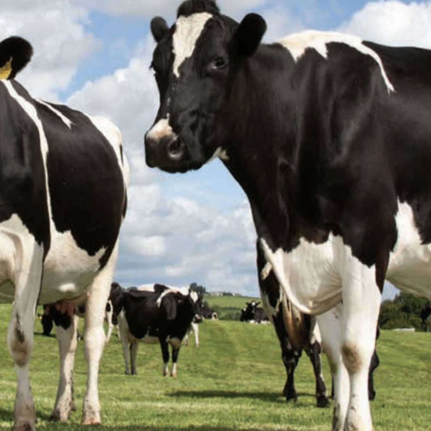 SCC in early lactation following selective dry cow therapy