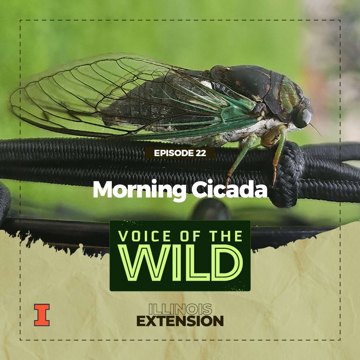 Episode 22: Morning Cicada – Voice of the Wild episode artwork