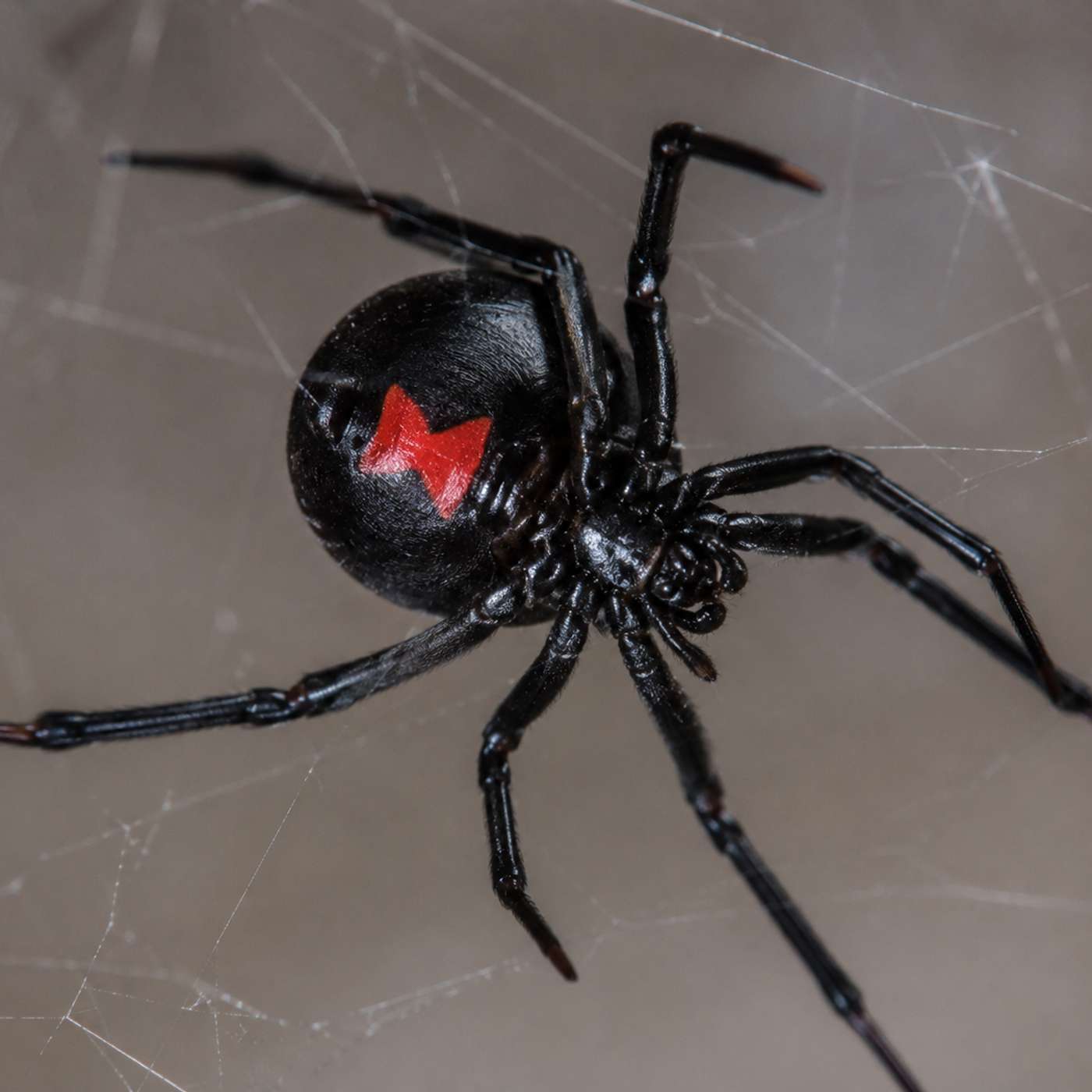 The Spider episode artwork
