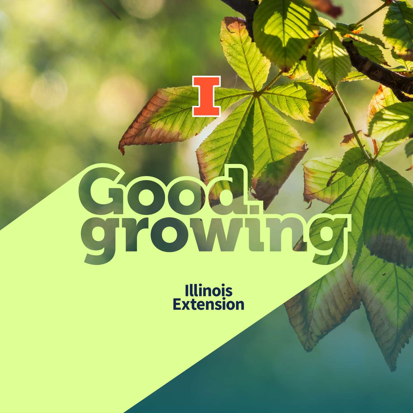 Ep. 223 Preparing for Fall Drought in the Garden and Landscape | #GoodGrowing Ep. 223 Preparing for Fall Drought in the Garden and Landscape | #GoodGrowing