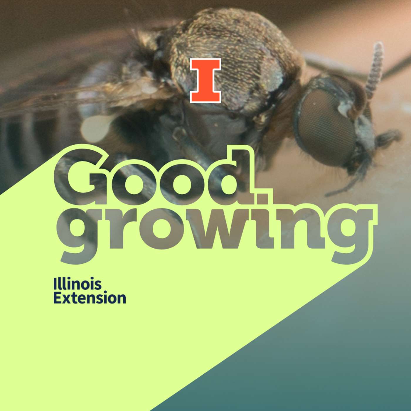 Gardenbite: The life and bites of buffalo gnats | #GoodGrowing