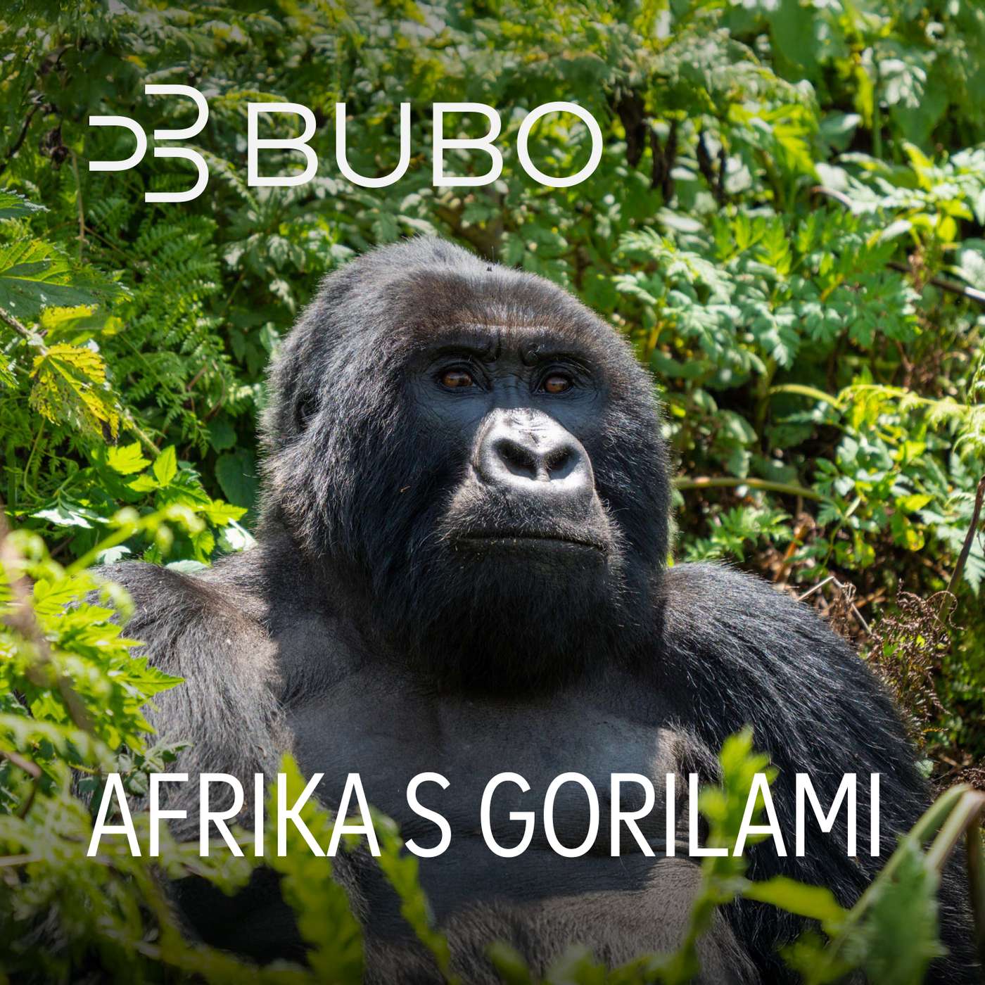 Afrika s divokými gorilami: koľko stojí stopovanie a ako sa pripraviť