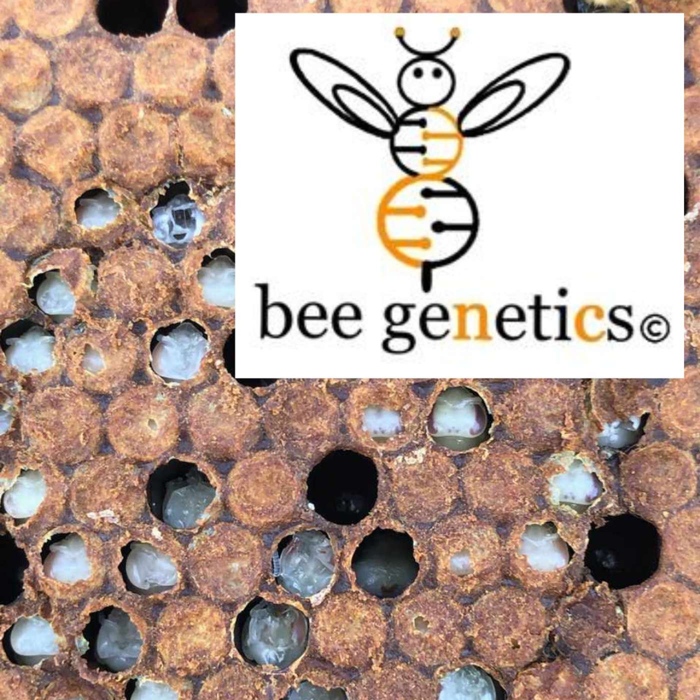 15) Varroa and VSH Australia episode artwork