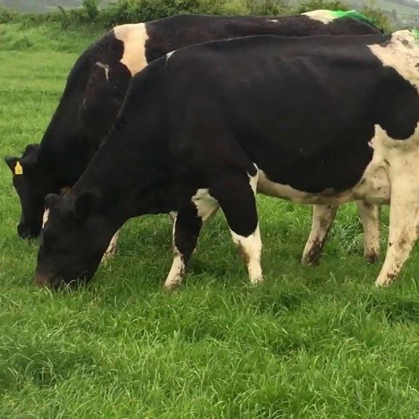 Getting grazed grass into the dairy cow diet through challenging weather conditions