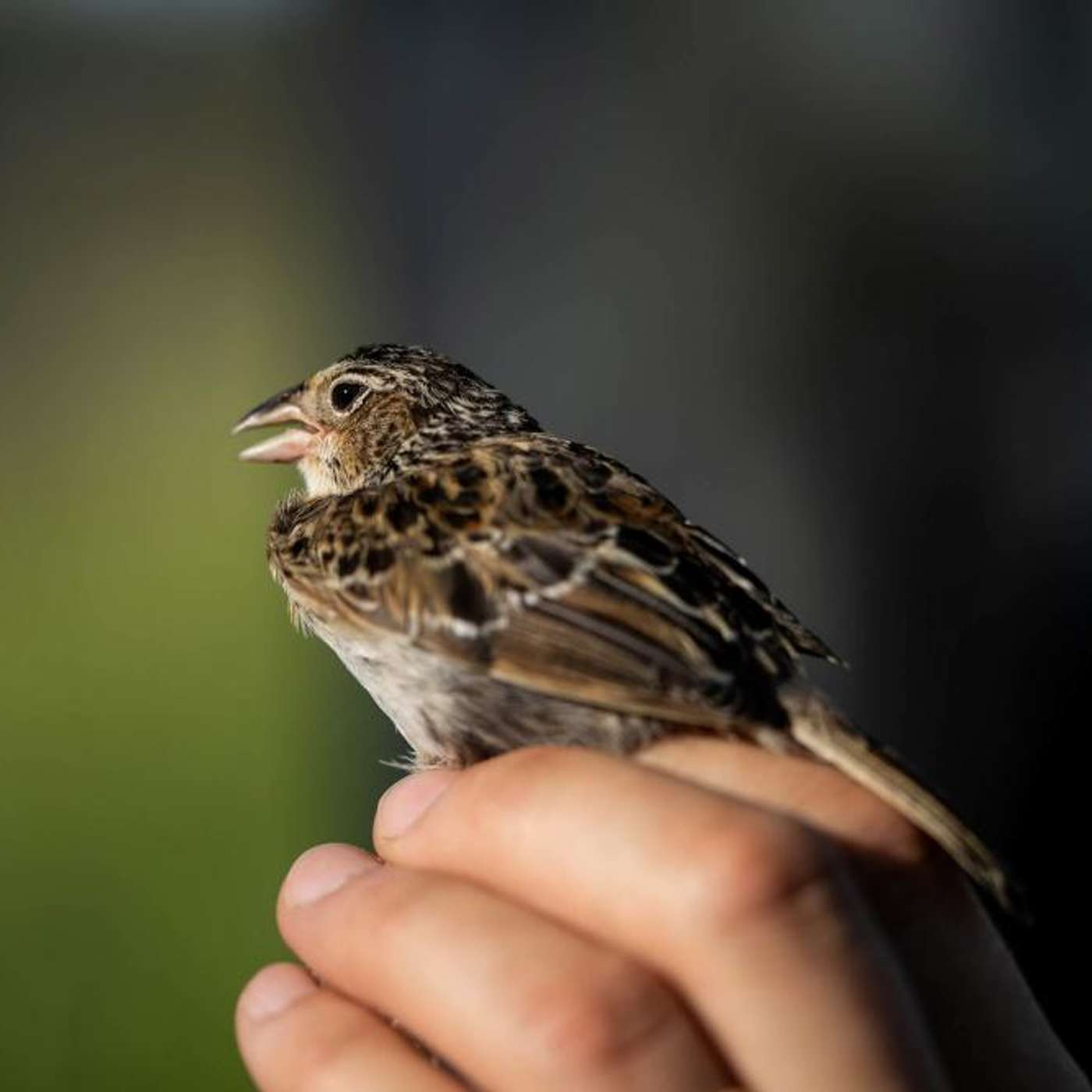 High-Entropy Oxide Battery Breakthrough, 1000th Sparrow Released, DNA Test for Eye Disease, Diamond Layer Under Mercury, and more...