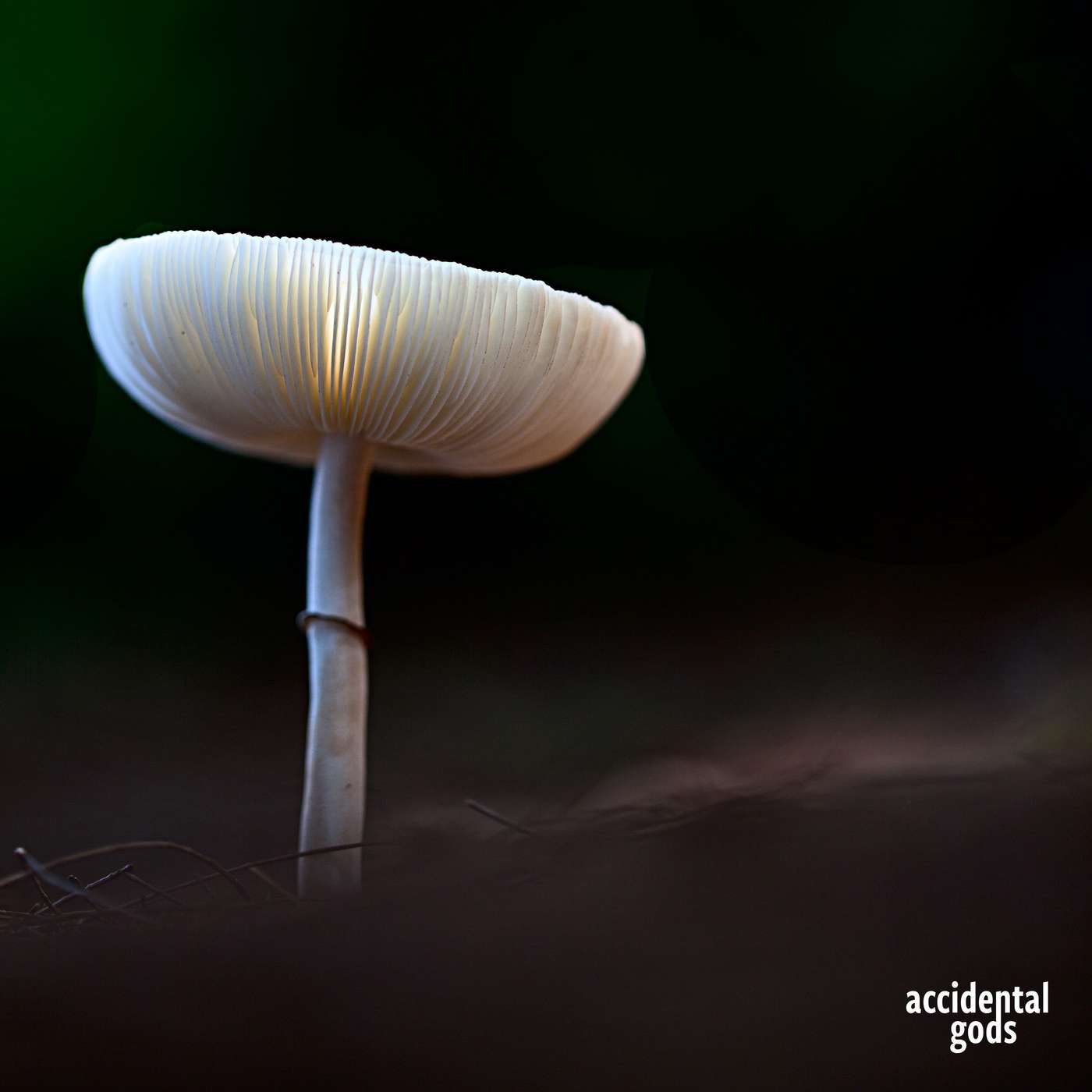 Psychedelics: the key to evolution or (yet more) big Pharma hype? With Dr Ros Watts of ACER Integration