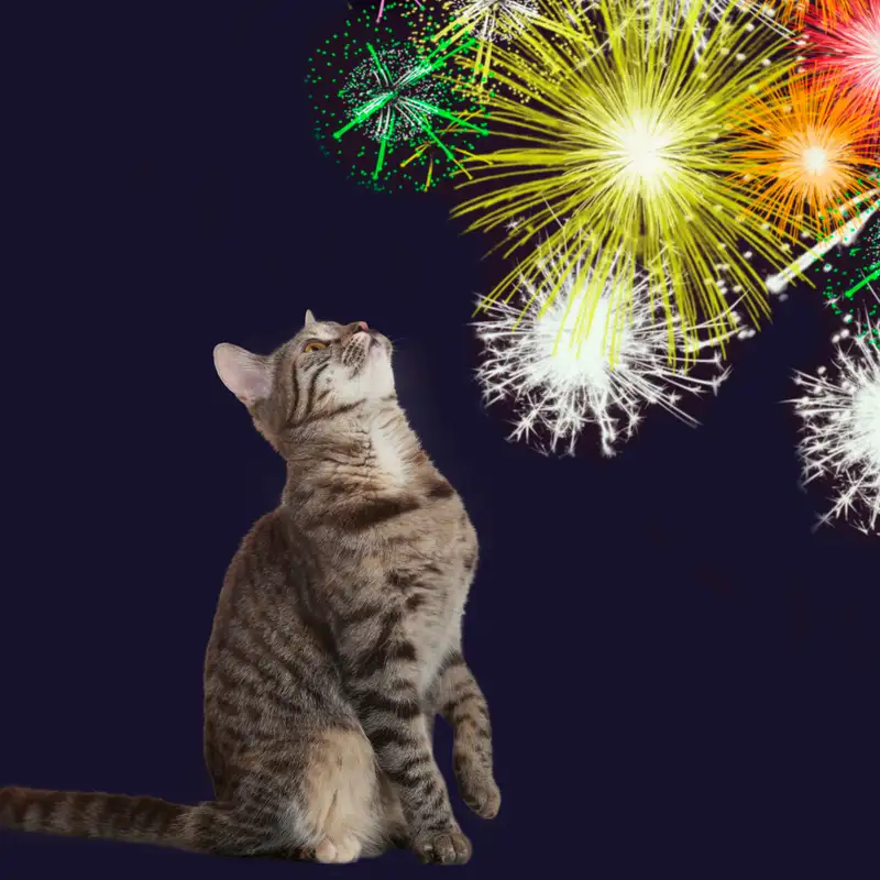 Fireworks & Fur Babies: Helping Dogs, Cats, and Horses Stay Calm This Summer