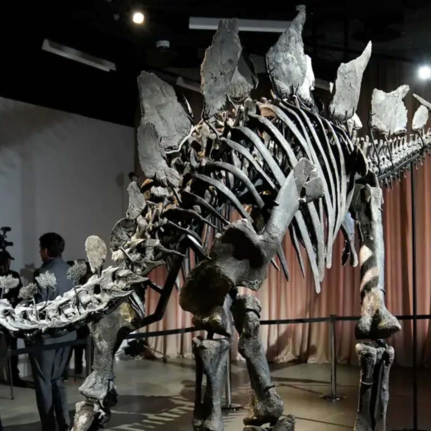 Apex Stegosaurus Unveiled at AMNH, New Hope for Brain Cell Growth, Hormone Therapy Helps Breast Cancer, Study Links Depression to Heart Disease, and more...