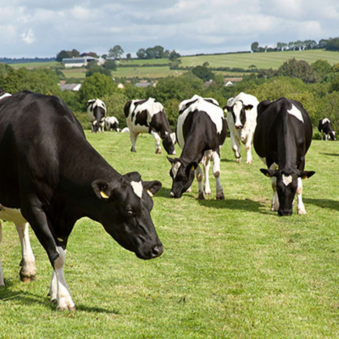 Wholefarm Nitrogen Use Efficiency