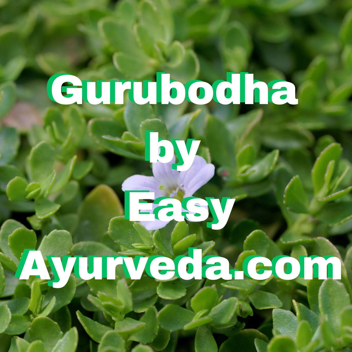 Gurubodha 48: Consuming Exotic, Tridosha balancing Food | Brahmi, Ashwagandha with Antidepressants episode artwork