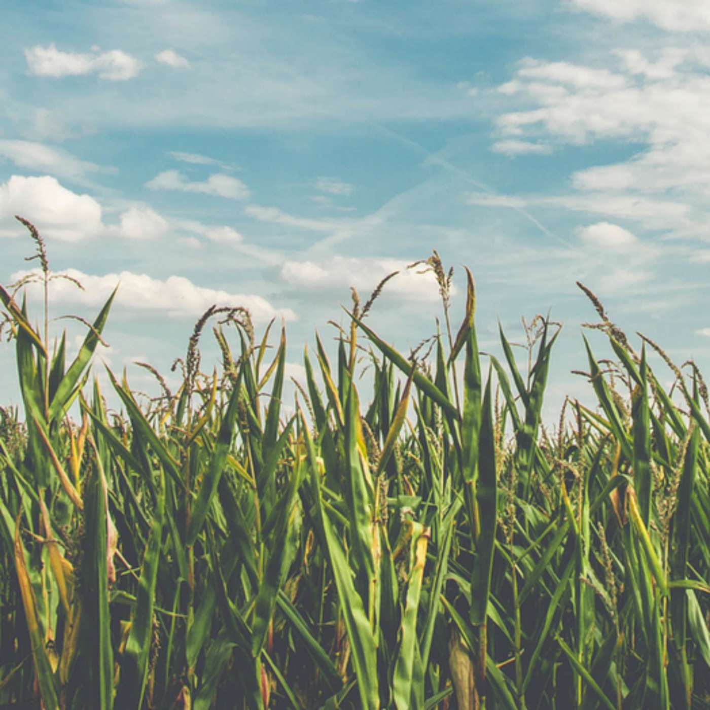 Mastercard Launches 2KUZE Agtech Marketplace For Farmers In East Africa episode artwork