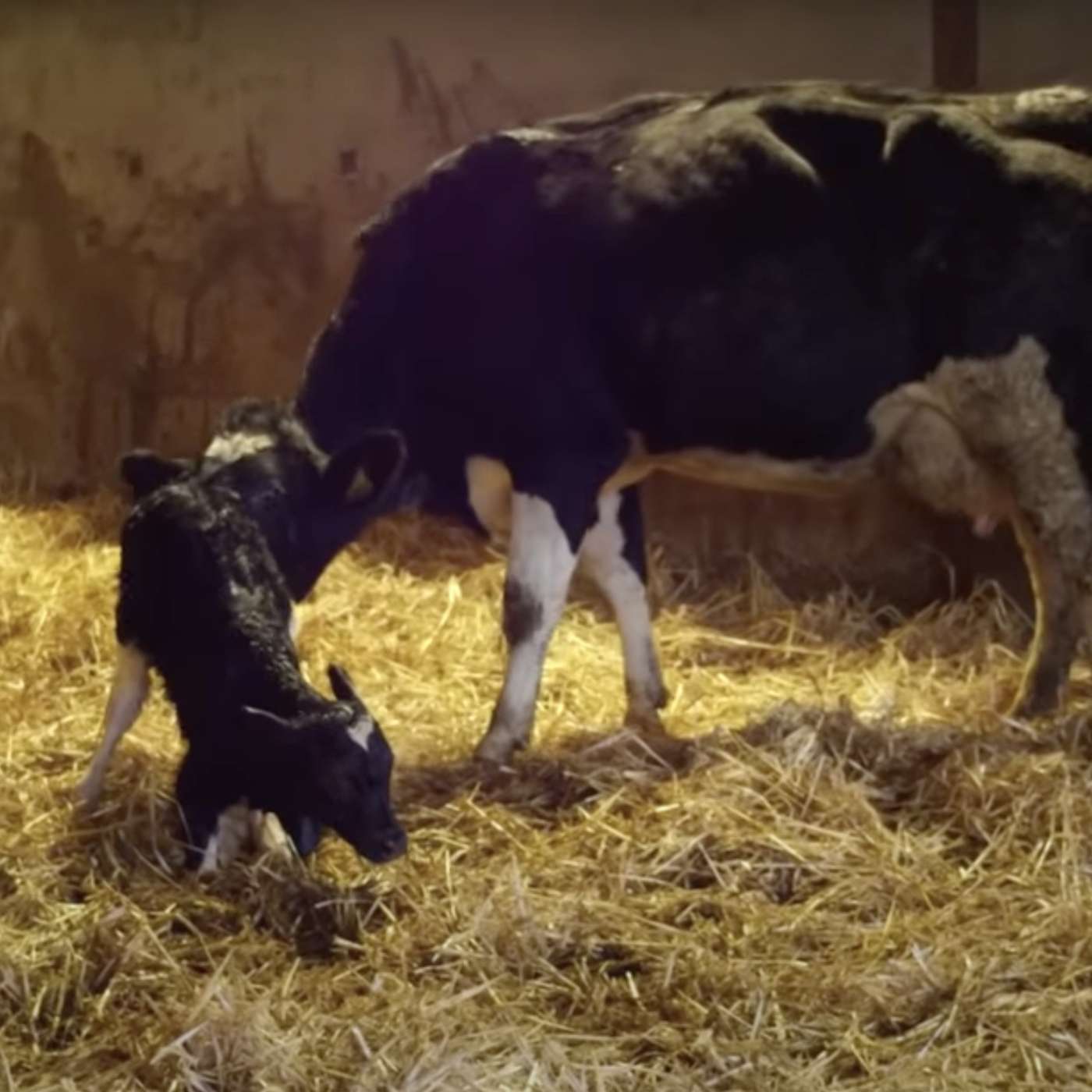 A Game Changer for Calf Gut Health?