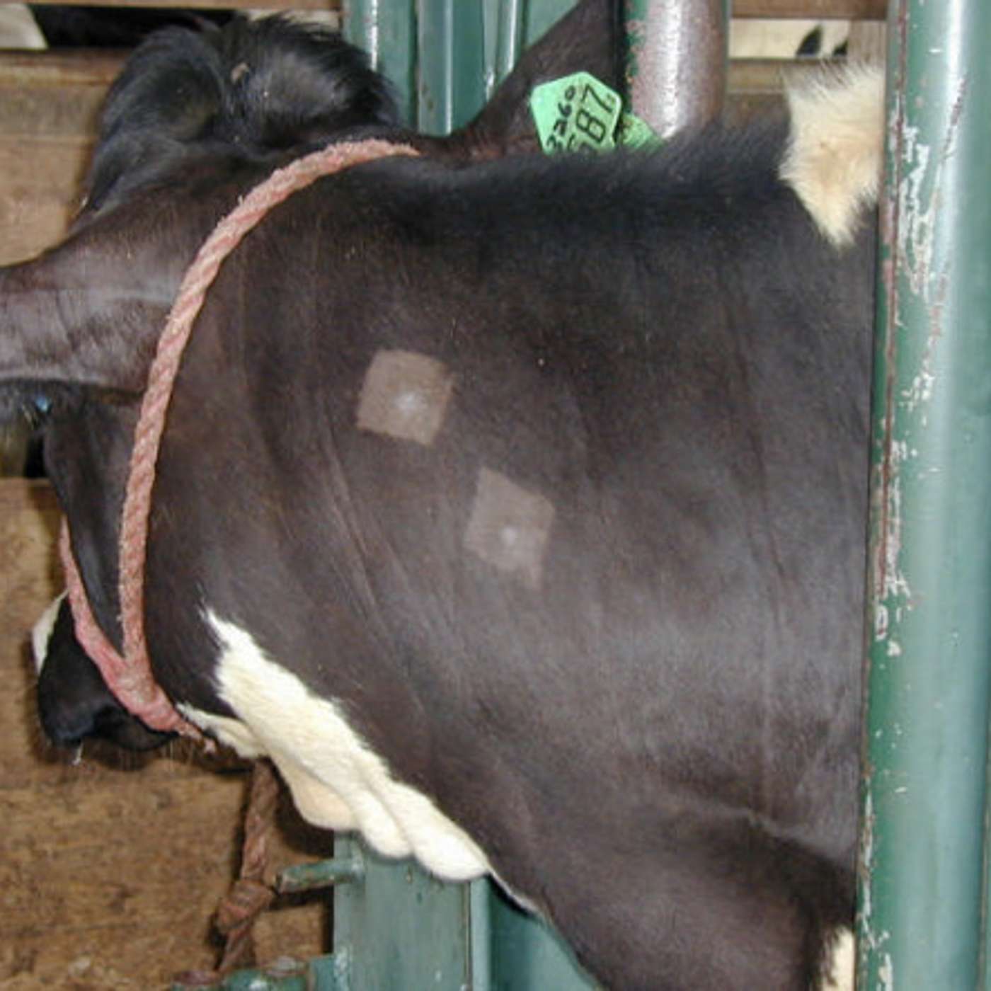 The incidence of TB in dairy herds