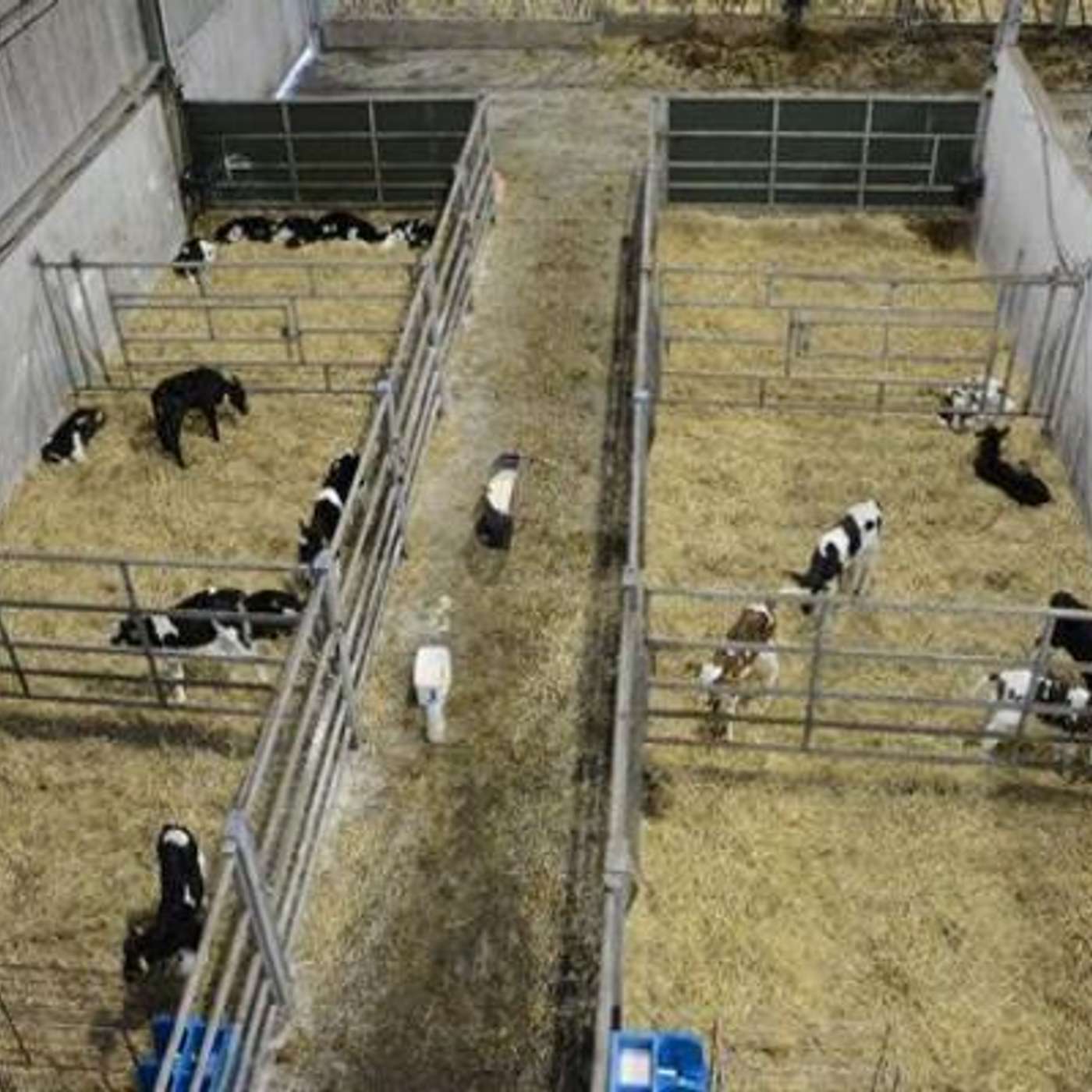 Can you reduce your labour input during the upcoming calving season?