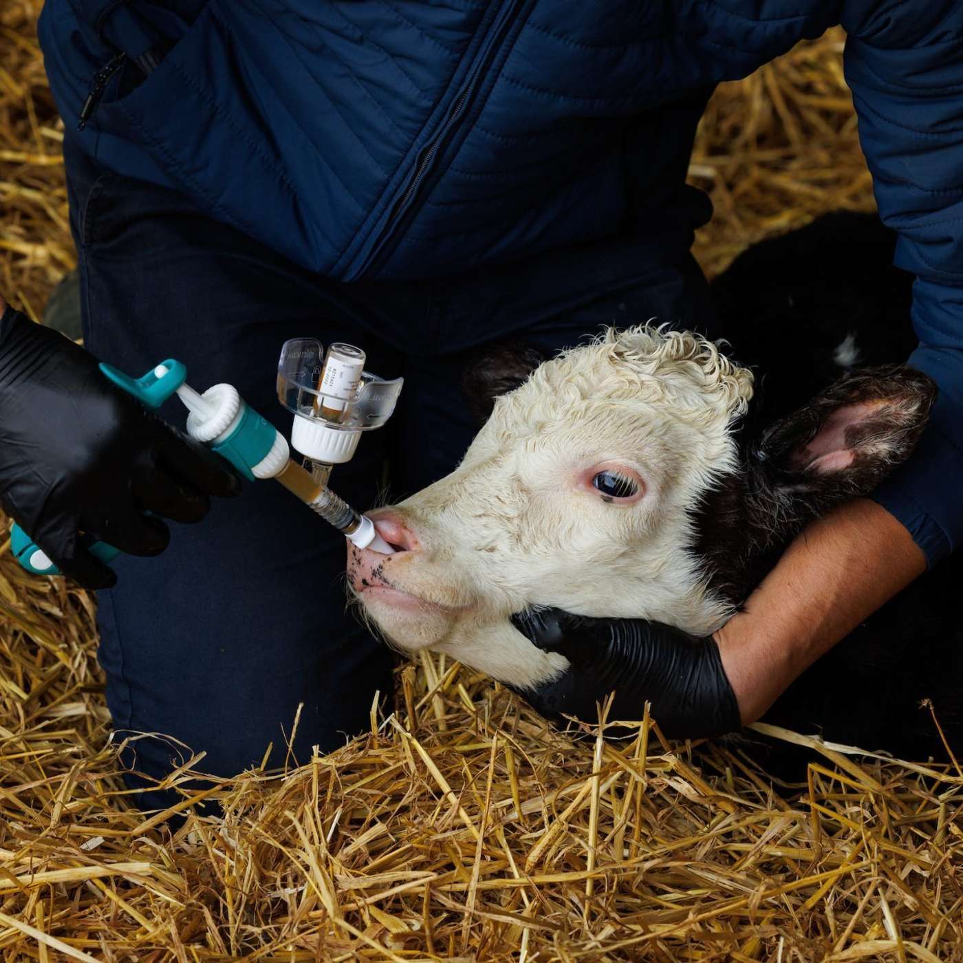 Dealing with Bovine Respiratory Disease (BRD)