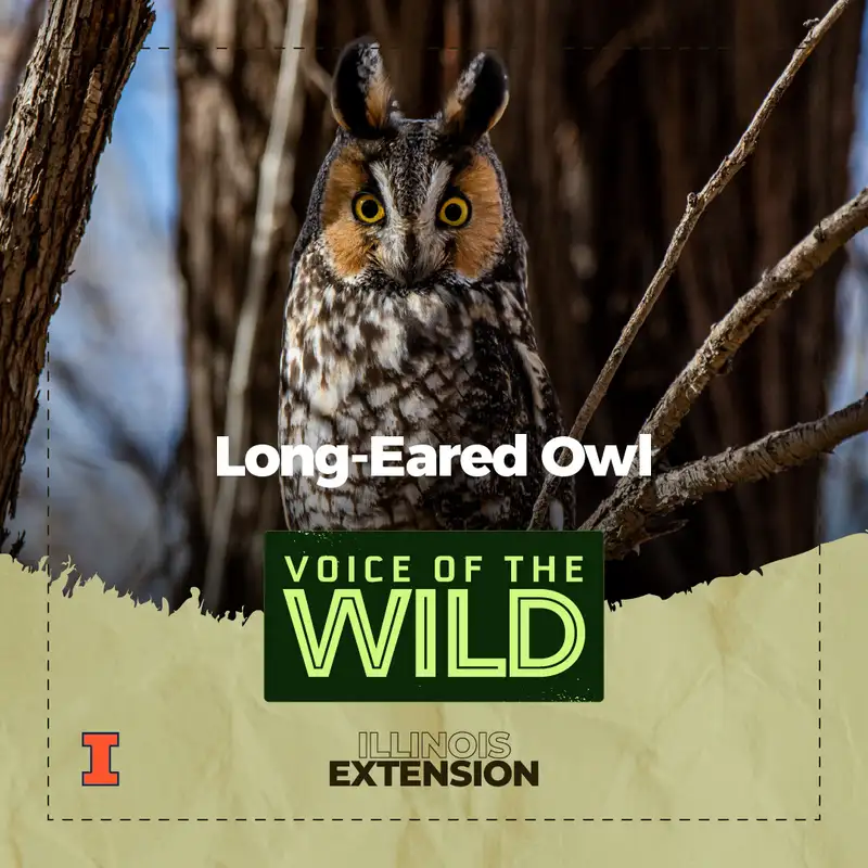 Episode 86: Long-Eared Owl – Voice of the Wild
