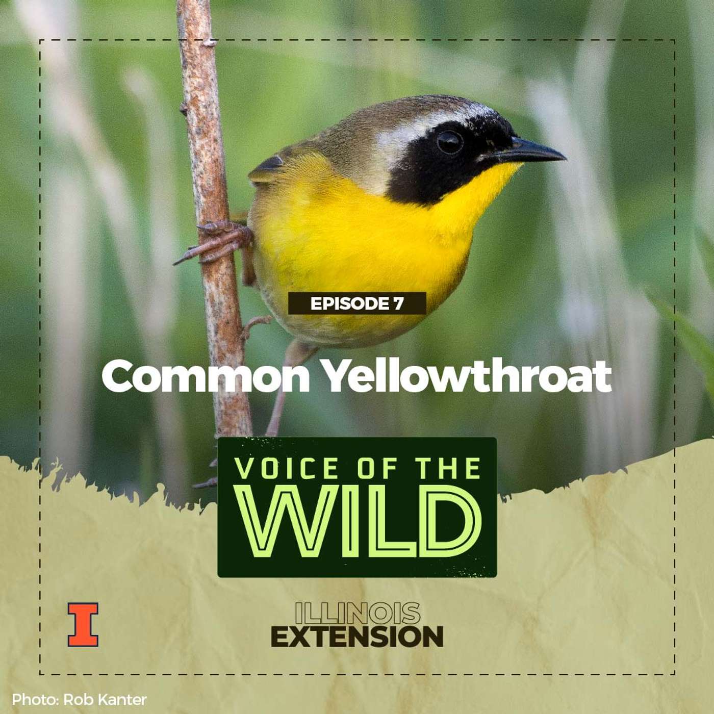 Episode 7: Common Yellowthroat – Voice of the Wild episode artwork