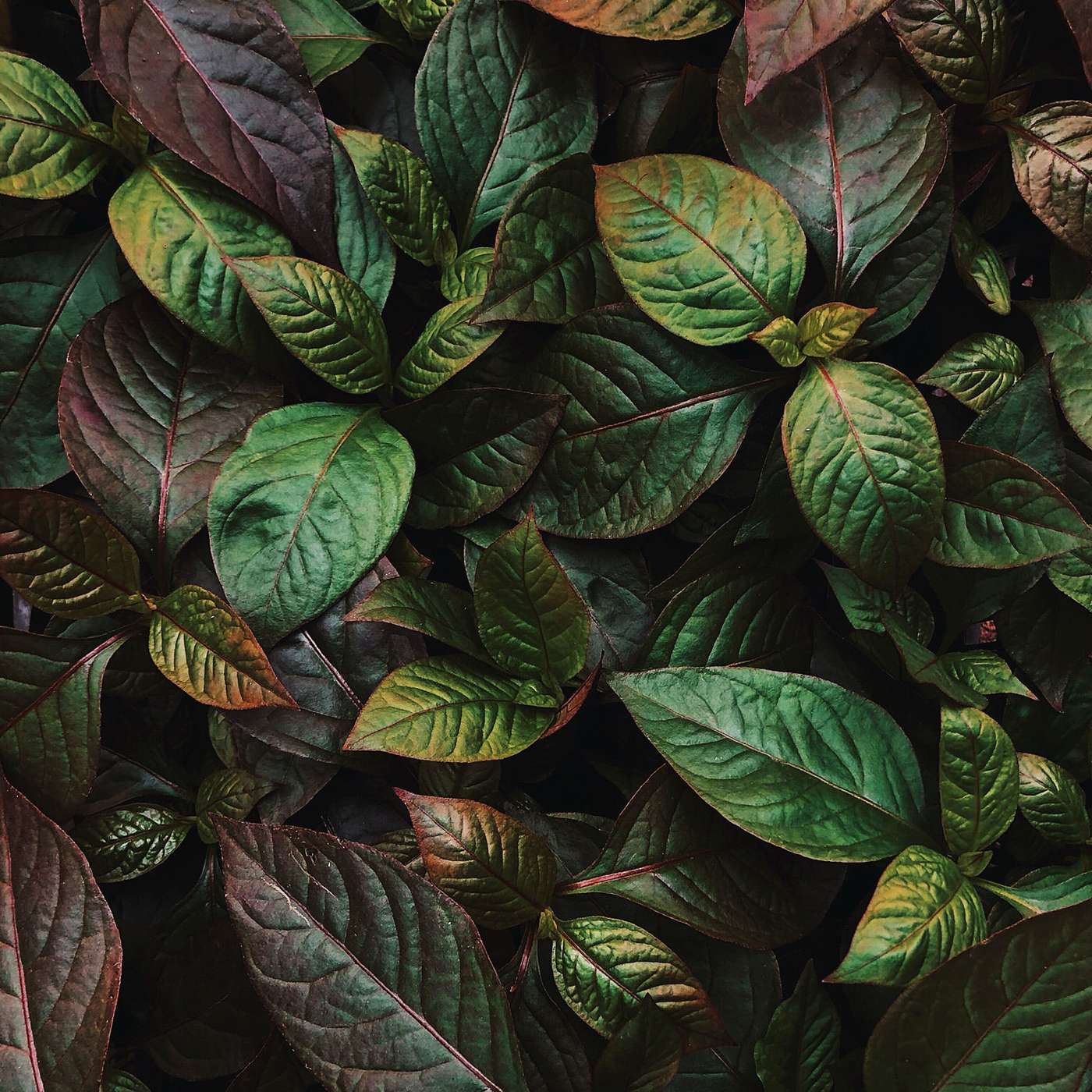 Letting Go - Bansho Green