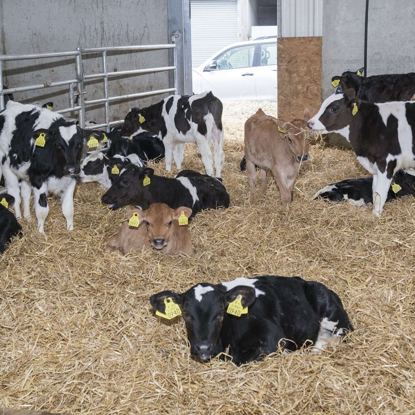 The funded animal health consultations available to dairy farmers