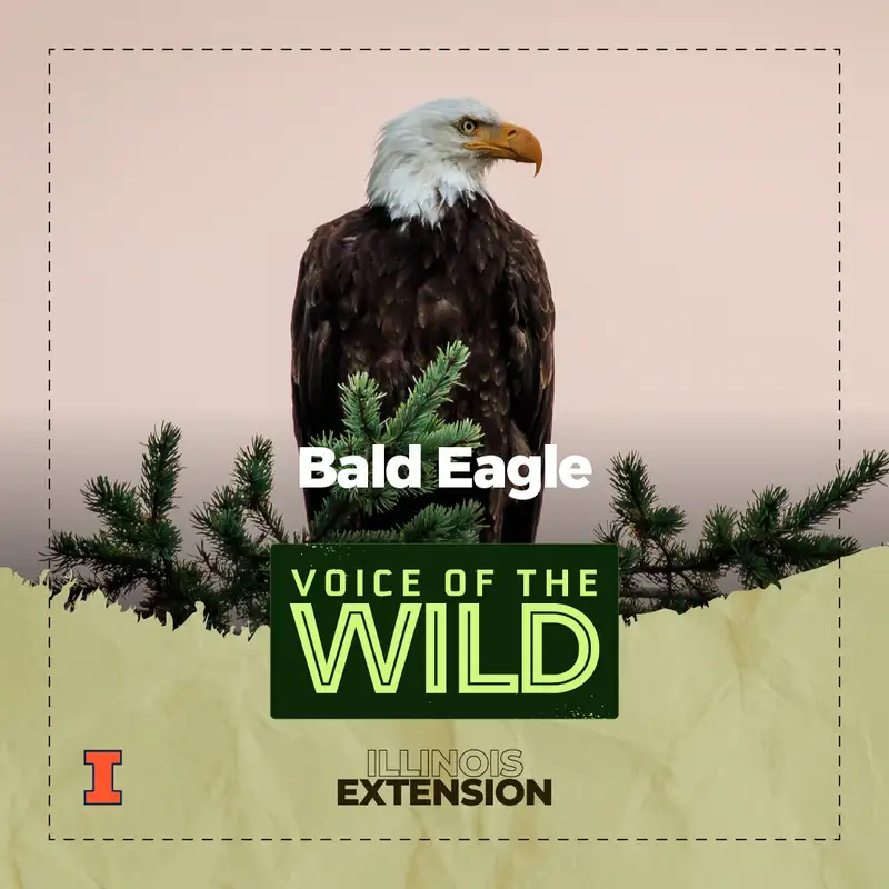 Episode 62: Bald Eagle – Voice of the Wild