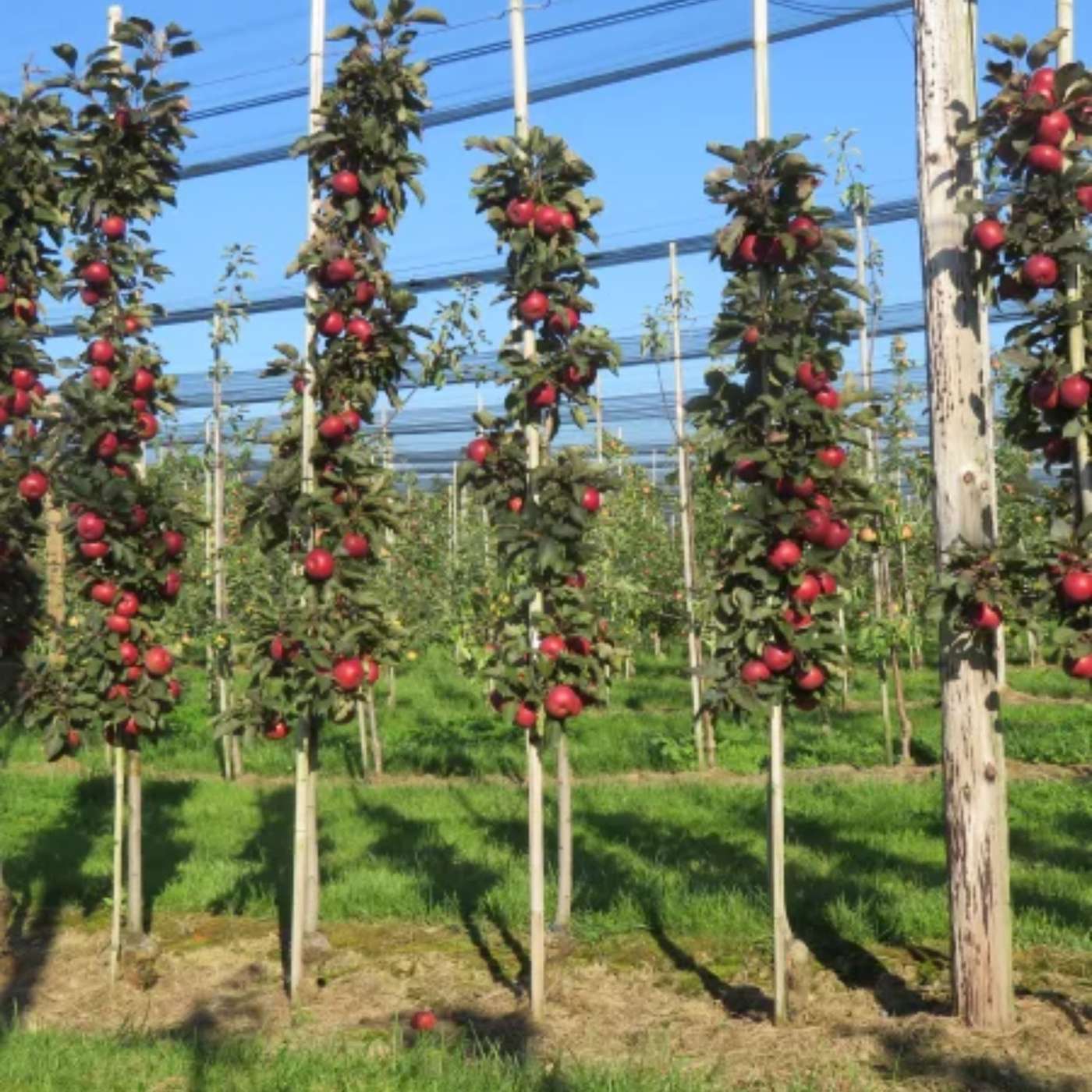 Columnar Apple Trees for Small Gardens