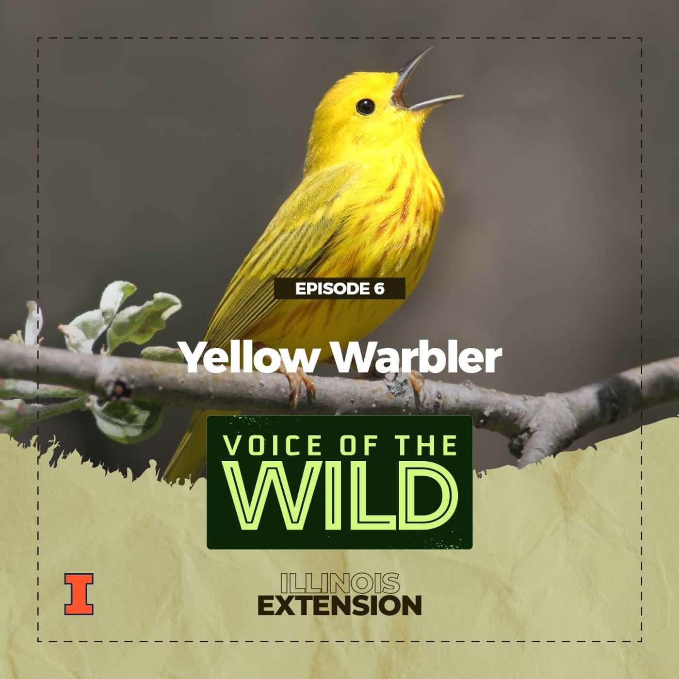 Episode 6: Yellow Warbler – Voice of the Wild episode artwork