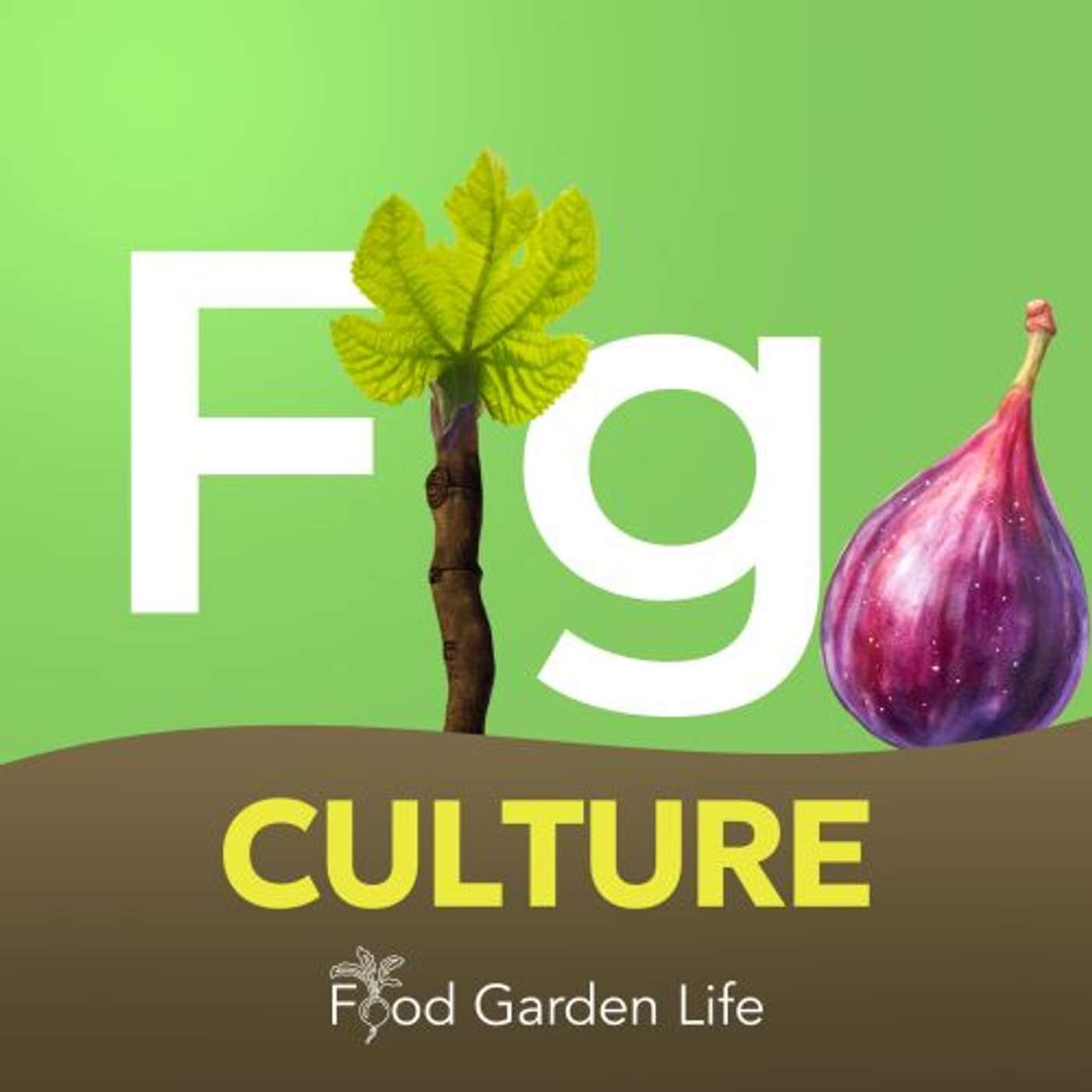 Introducing: Fig Culture – How to Grow Figs in Cold Climates episode artwork