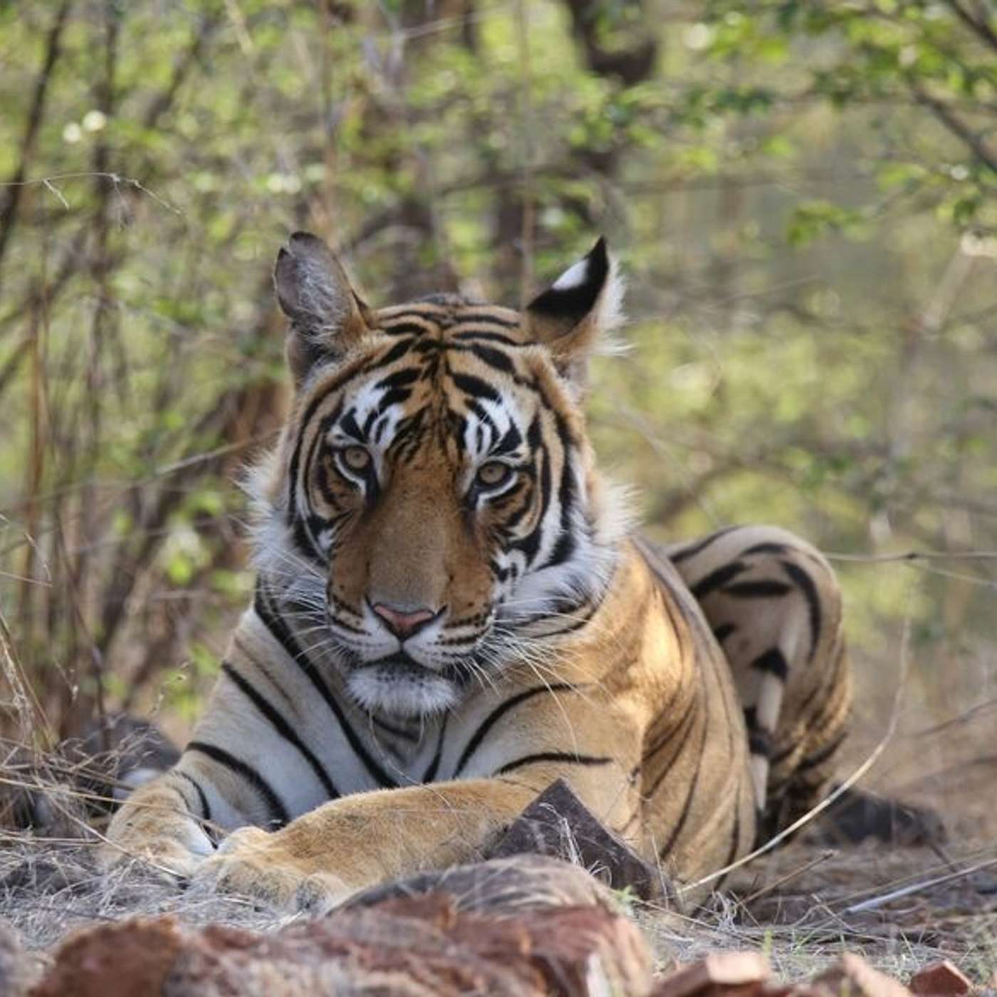 Ranthambore Wildlife: The heart of India's Tiger Country episode artwork