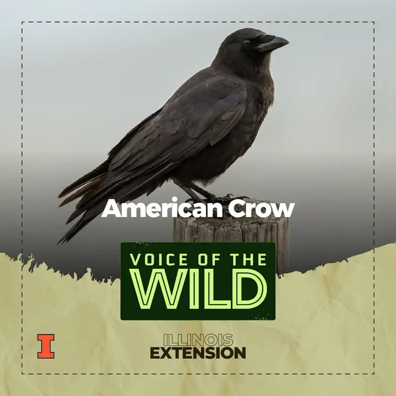 Episode 85: American Crow – Voice of the Wild