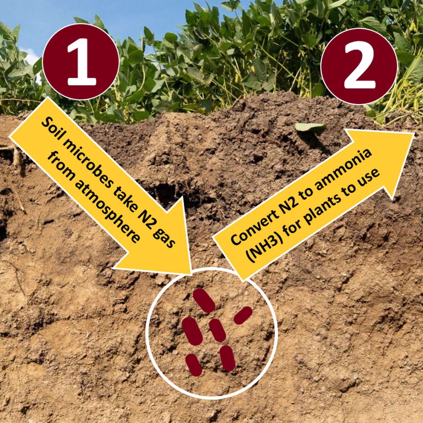 UMN Extension Nutrient Management Podcast