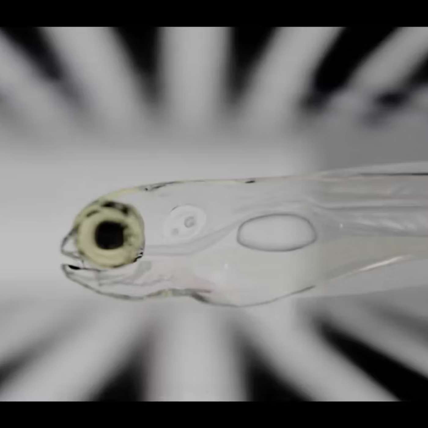 Personalized Antidepressants Slash Risks, Zebrafish Research Advances, Neutrino Experiments Solve Universe Mystery, Gene HMGN1 Causes Heart Defects, and more...