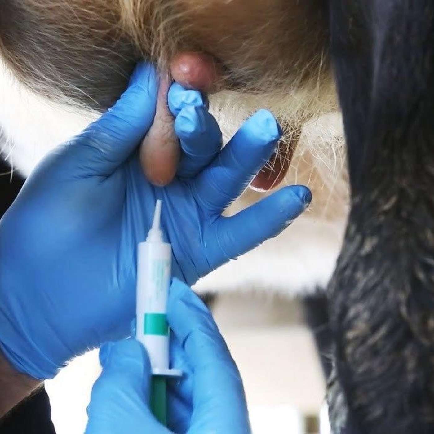 Is my herd suitable for selective dry cow therapy?