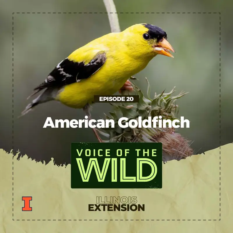 Episode 20: American Goldfinch – Voice of the Wild