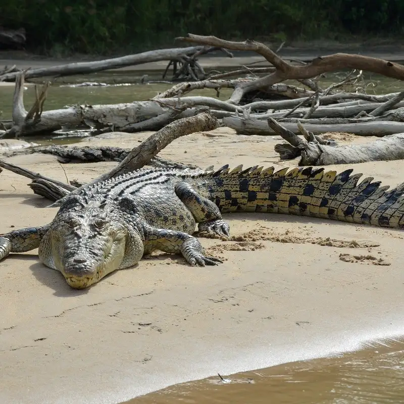 Saltwater Crocodiles