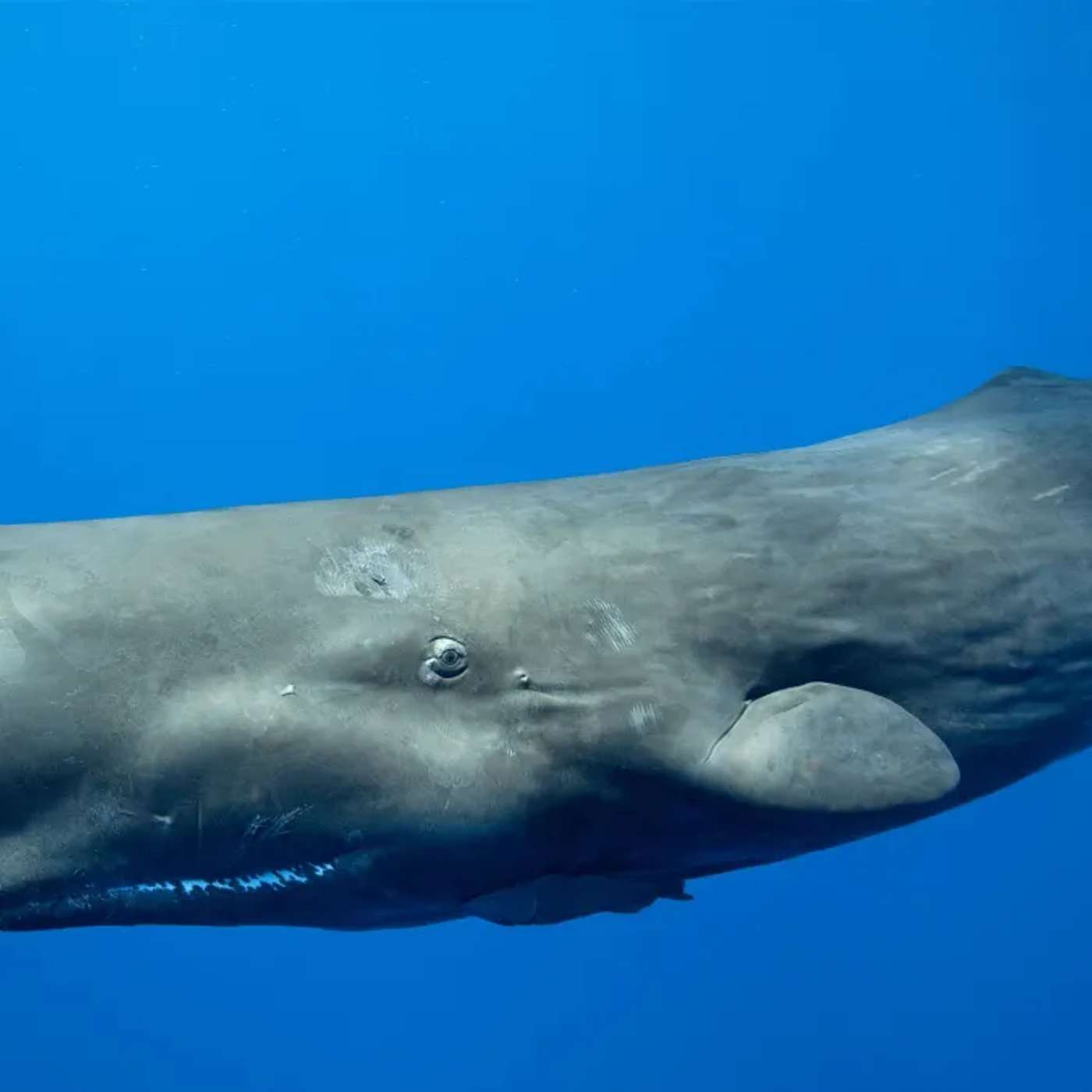 New Variants Challenge Vaccine Efficacy, AI Decodes Sperm Whale Communication, APOE4 Gene Causes Alzheimer's, Cars Emit Hazardous Chemicals, and more...