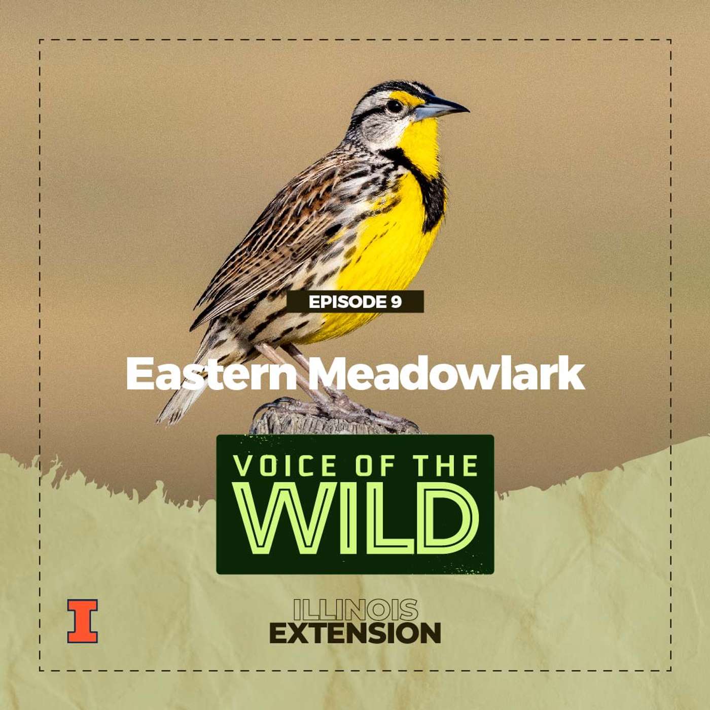 Episode 9: Eastern Meadowlark – Voice of the Wild episode artwork