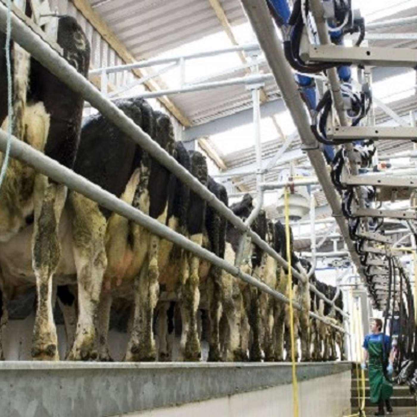 Reducing herd SCC this autumn