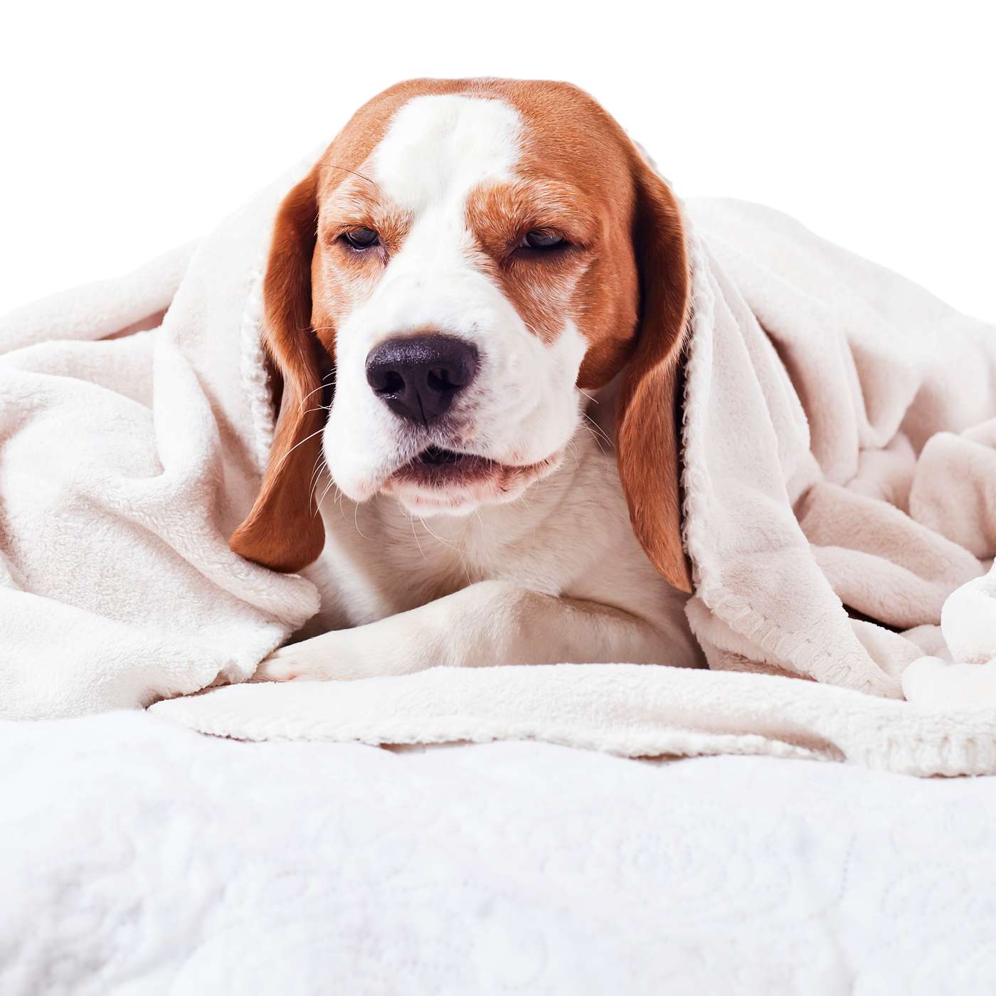 Sound Relief: Supporting Dogs with Seizures