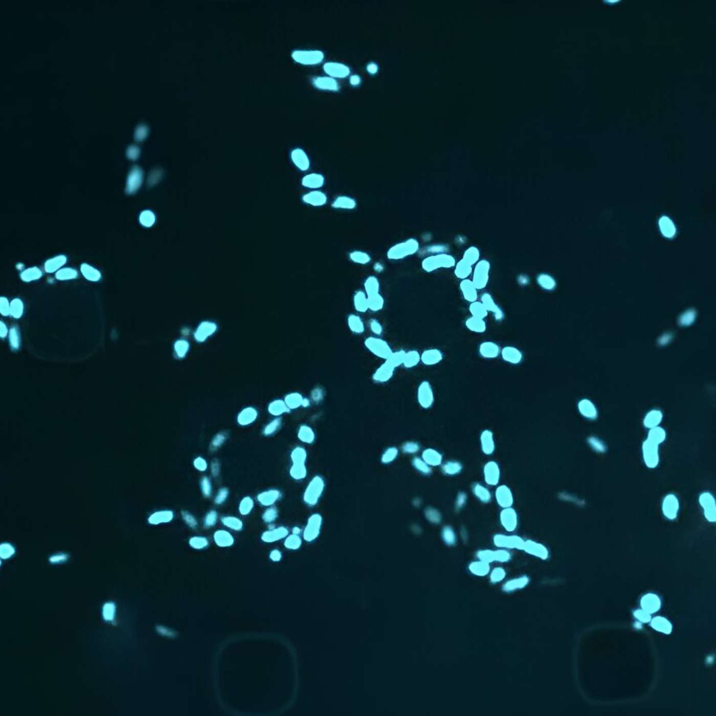 MIT Unveils New Antibiotic, James Webb Telescope Looks Back, Light-Controlled Drug Delivery, Human Touch Reduces Pain, and more...