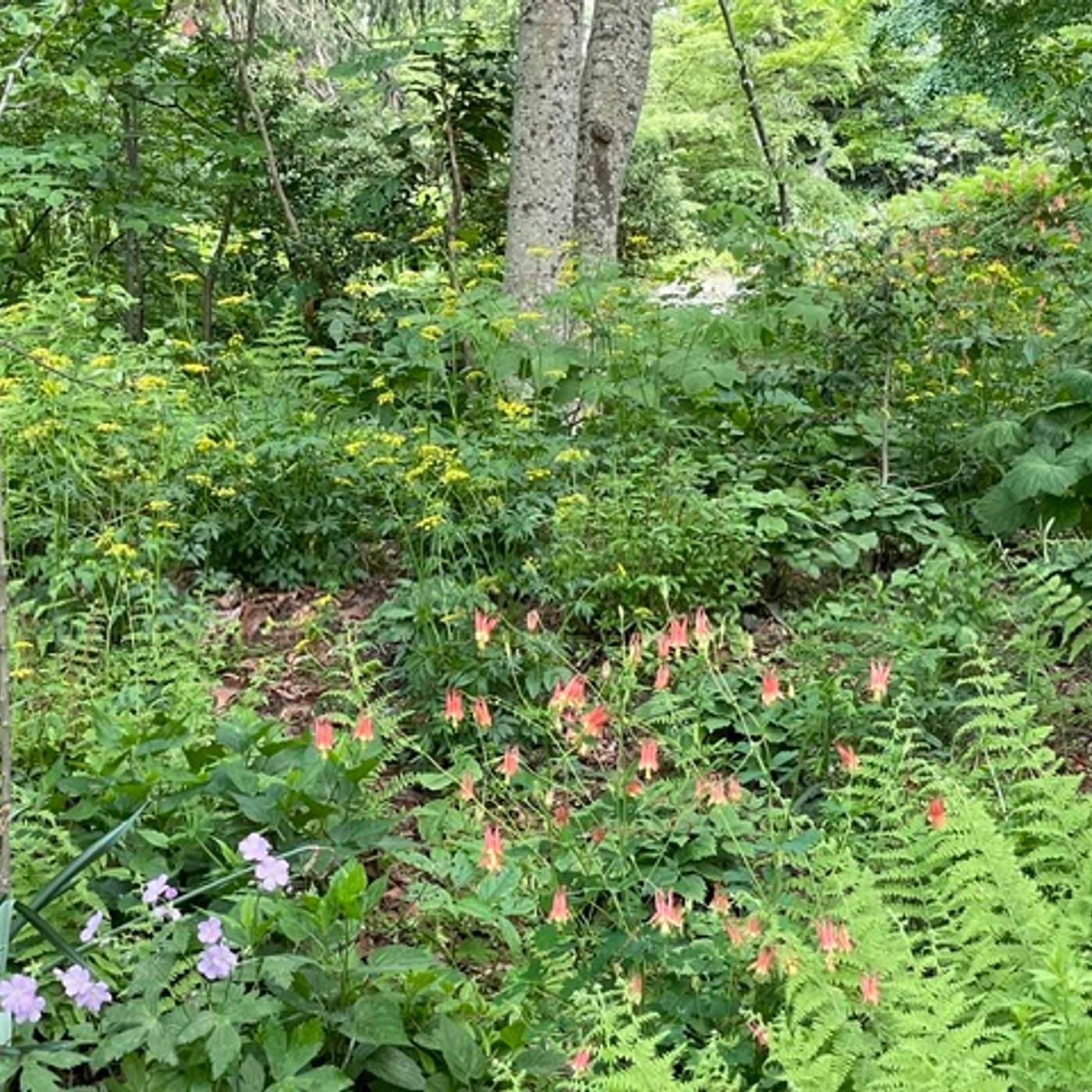 ChangeHampton Presents:  Save the Planet, One Yard at a Time