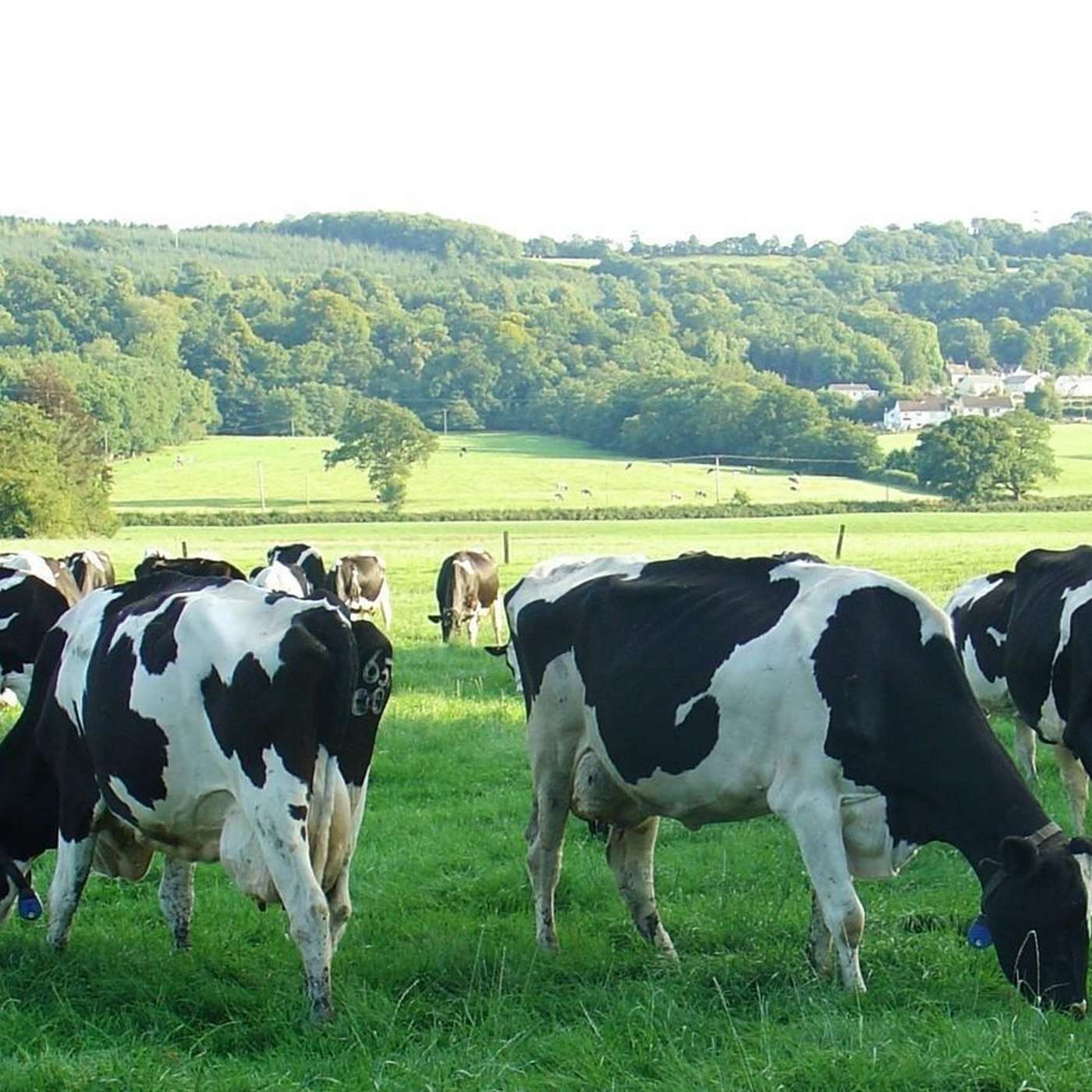 Tips to control grass as growth rates surge