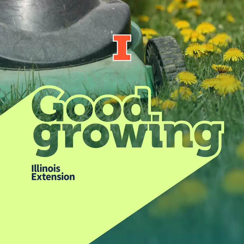 Ep. 210 No Mow May: What is it and does it work in Illinois | #GoodGrowing
