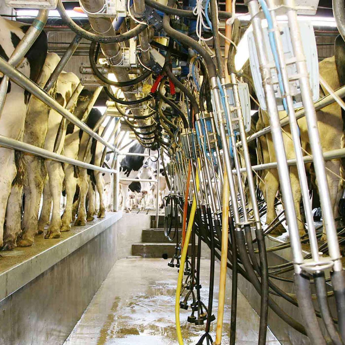 What the changes coming in January mean for dry cow treatment