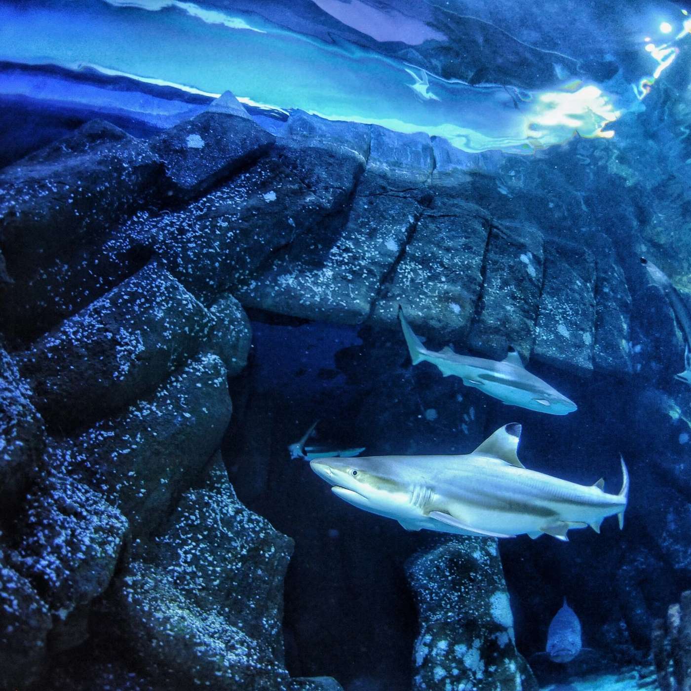 Ocean Acidification Harming Sharks, Paul Allen's Estate Launches $31B Fund, NF1 Gene Guides Treatment, Verzenio Extends Survival, and more...