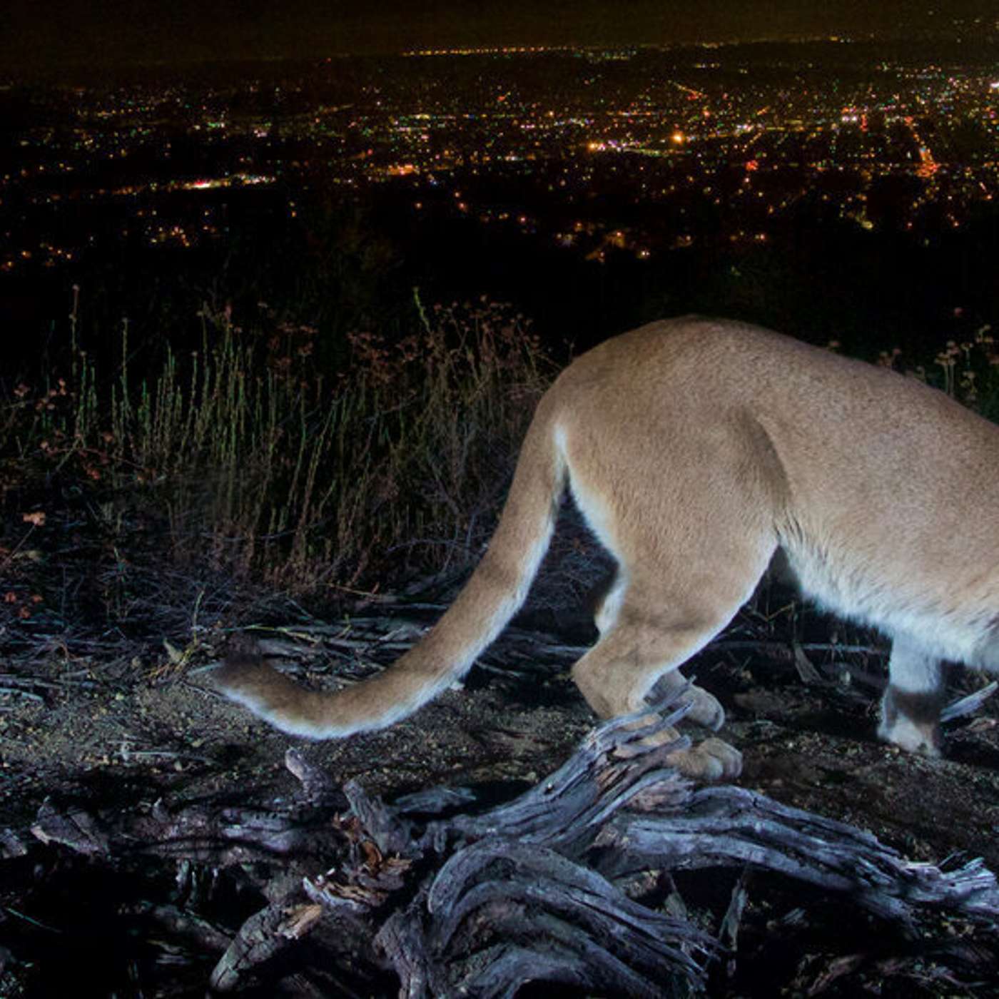 Dusty May: Michigan's New Coach, Teen Survives Cougar Attack, NBC Hires Ex-RNC Chair, NY AG Seizes Trump's Assets, and more...