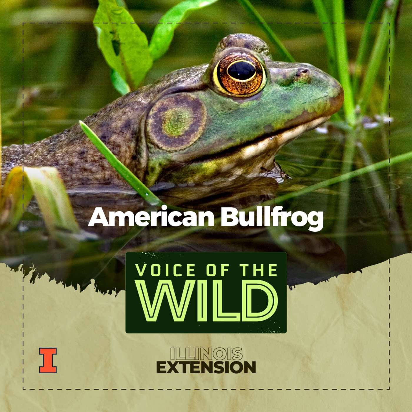 Episode 63: American Bullfrog – Voice of the Wild episode artwork
