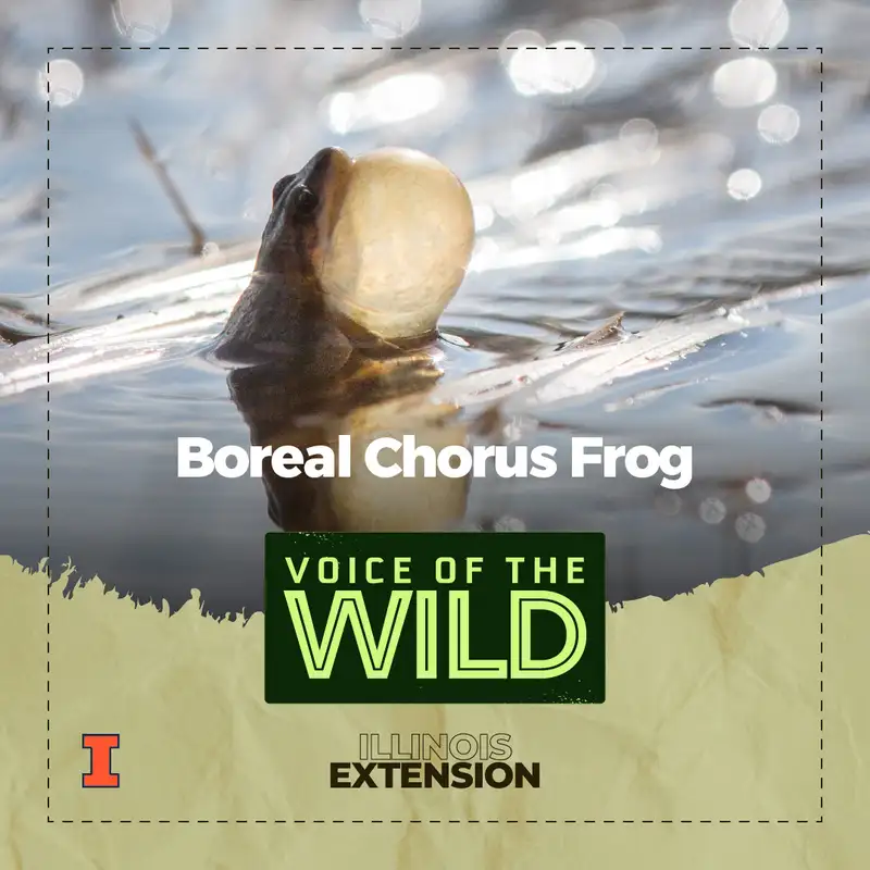 Episode 45: Boreal Chorus Frog – Voice of the Wild